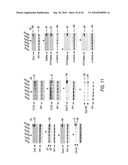 siRNA targeting ribonucleotide reductase M2 polypeptide (RRM2 or RNR-R2) diagram and image