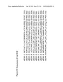 siRNA targeting ribonucleotide reductase M2 polypeptide (RRM2 or RNR-R2) diagram and image