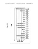 siRNA targeting ribonucleotide reductase M2 polypeptide (RRM2 or RNR-R2) diagram and image