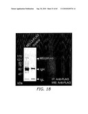 NELL Peptide Expression Systems and Bone Formation Activity of NELL Peptide diagram and image