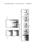 PROCESS OF AQUEOUS PROTEIN EXTRACTION FROM BRASSICACEAE OILSEEDS diagram and image