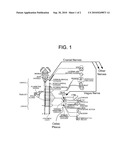 Direct and Indirect Control of Muscle for the Treatment of Pathologies diagram and image