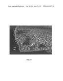 Apparatus and Methods for Visual Perception Using an Array of Nanoscale Waveguides diagram and image