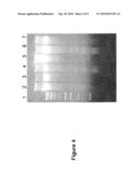 TRANSGENIC ANIMALS diagram and image