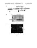 Expression of human interferon in transgenic chloroplasts diagram and image