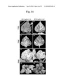 Highly Infectious Nucleic Acid Molecules from Pepper Mottle Virus and Plant Viral Vector Derived from the Same diagram and image