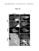 Highly Infectious Nucleic Acid Molecules from Pepper Mottle Virus and Plant Viral Vector Derived from the Same diagram and image