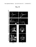 Highly Infectious Nucleic Acid Molecules from Pepper Mottle Virus and Plant Viral Vector Derived from the Same diagram and image