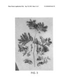 Thornless honeylocust named  Draves  diagram and image