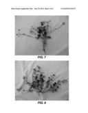 Campanula Plant Named  Blue Angel  diagram and image