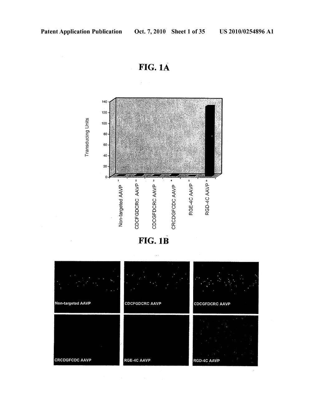 METHODS AND COMPOSITIONS RELATED TO ADENOASSOCIATED VIRUS-PHAGE PARTICLES - diagram, schematic, and image 02