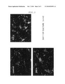 Nerve Regeneration Promoting Agent diagram and image