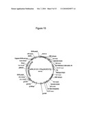 ENGINEERED ANTI-ALPHA V-INTEGRIN HYBRID ANTIBODIES diagram and image