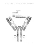 ENGINEERED ANTI-ALPHA V-INTEGRIN HYBRID ANTIBODIES diagram and image