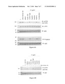 MOLECULES AND METHODS FOR MODULATING LOW-DENSITY-LIPOPROTEIN RECEPTOR-RELATED PROTEIN 6 (LRP6) diagram and image