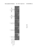 Secreted/Cell Bound Poxvirus Proteins and Methods of Use Thereof as Vaccines and Anti-Viral Agents diagram and image