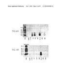 ANTI-NGF ANTIBODIES FOR THE TREATMENT OF VARIOUS DISORDERS diagram and image