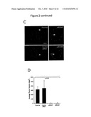 SYNERGISTIC TREATMENT OF CELLS THAT EXPRESS EPHA2 AND ERBB2 diagram and image