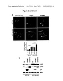 SYNERGISTIC TREATMENT OF CELLS THAT EXPRESS EPHA2 AND ERBB2 diagram and image