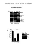 SYNERGISTIC TREATMENT OF CELLS THAT EXPRESS EPHA2 AND ERBB2 diagram and image