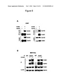 SYNERGISTIC TREATMENT OF CELLS THAT EXPRESS EPHA2 AND ERBB2 diagram and image
