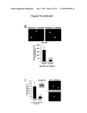 SYNERGISTIC TREATMENT OF CELLS THAT EXPRESS EPHA2 AND ERBB2 diagram and image