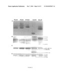 PURIFIED HEMOCYANIN OBTAINED FROM FISSURELLA LATIMARGINATA, FISSURELLA CUMINGI OR FISSURELLA MAXIMA; SUBUNIT OF PURIFIED HEMOCYANIN; USE OF HEMOCYANIN, ITS SUBUNIT OR IMMUNOGENIC FRAGMENTS AND COMPOSITIONS CONTAINING THE SAME diagram and image