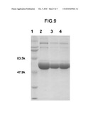 TRUNCATED L1 PROTEIN OF HUMAN PAPILLOMAVIRUS TYPE 6 diagram and image