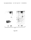 PURIFIED POLYPEPTIDE COMPRISING OR CONSISTING OF A C-TERMINUS MSP1 ANTIGEN FROM PLASMODIUM FALCIPARUM CARRYING A GLYCOSYL-PHOSPHATIDYL-INOSITOL GROUP (GPI) diagram and image