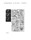 TRANSMEMBRANE PROSTATIC ACID PHOSPHATASE diagram and image