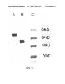 CR-2 Binding Peptide P28 as Molecular Adjuvant for DNA Vaccines diagram and image