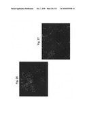 Methods of monitoring angiogenesis and metastasis in three dimensional co-cultures diagram and image