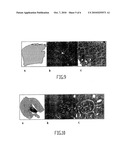 METHOD AND DEVICE FOR FIXING/STABILISING A SAMPLE diagram and image