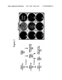 Sulfonyl semicarbazides, carbonyl semicarbazides, semicarbazides and ureas, pharmaceutical compositions thereof, and methods for treating hemorrhagic fever viruses, including infections associated with arenaviruses diagram and image