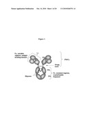 Methods and Structural Conformations of Antibody Preparations with Increased Resistance to Proteases diagram and image