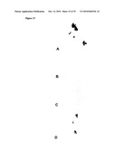 De-N-acetyl sialic acid antigens, antibodies thereto, and methods of use in cancer therapy diagram and image