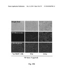 Uniform field magnetization and targeting of therapeutic formulations diagram and image