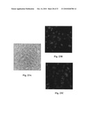 Uniform field magnetization and targeting of therapeutic formulations diagram and image