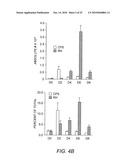 Attenuated Uracil Auxotroph of an Apicomplexan and Use Thereof diagram and image