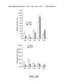 Attenuated Uracil Auxotroph of an Apicomplexan and Use Thereof diagram and image