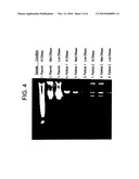 DELIVERY OF AS-OLIGONUCLEOTIDE MICROSPHERES TO INDUCE DENDRITIC CELL TOLERANCE FOR THE TREATMENT OF AUTOIMMUNE TYPE 1 DIABETES diagram and image