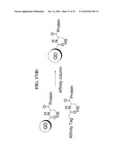 LABELED ENZYME COMPOSITIONS, METHODS AND SYSTEMS diagram and image