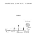 Peptide fragments reacting specifically with antibodies against highly pathogenic newcastle disease virus and uses thereof diagram and image