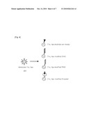 METHOD FOR IMMOBILIZING BIO-MATERIAL ON TITANIUM DIOXIDE NANOPARTICLES AND TITANIUM DIOXIDE NANOPARTICLES IMMOBILIZED BY BIO-MATERIAL diagram and image