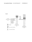 METHOD FOR IMMOBILIZING BIO-MATERIAL ON TITANIUM DIOXIDE NANOPARTICLES AND TITANIUM DIOXIDE NANOPARTICLES IMMOBILIZED BY BIO-MATERIAL diagram and image