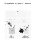Circular permutant GFP insertion folding reporters diagram and image