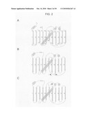 Circular permutant GFP insertion folding reporters diagram and image