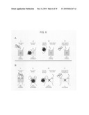 Circular permutant GFP insertion folding reporters diagram and image