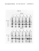 Circular permutant GFP insertion folding reporters diagram and image