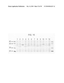 Circular permutant GFP insertion folding reporters diagram and image